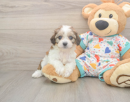 6 week old Cavachon Puppy For Sale - Seaside Pups