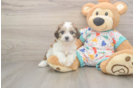 Best Cavachon Baby
