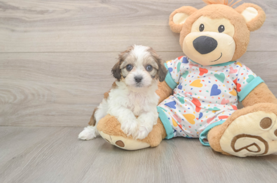 Best Cavachon Baby