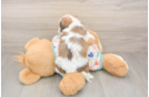Best Cavachon Baby