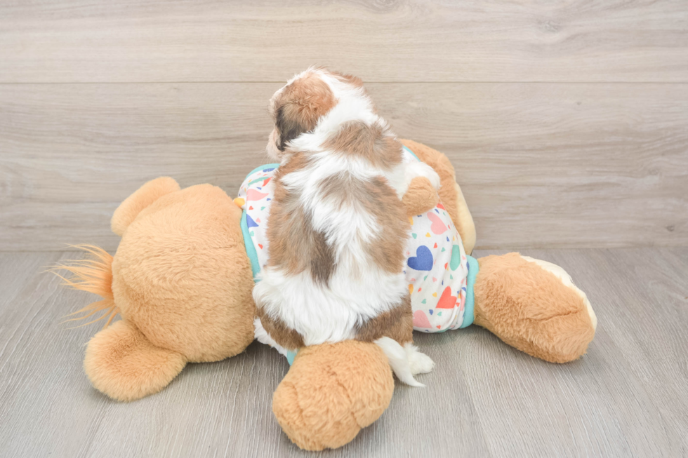 Best Cavachon Baby