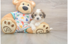 Cavachon Puppy for Adoption