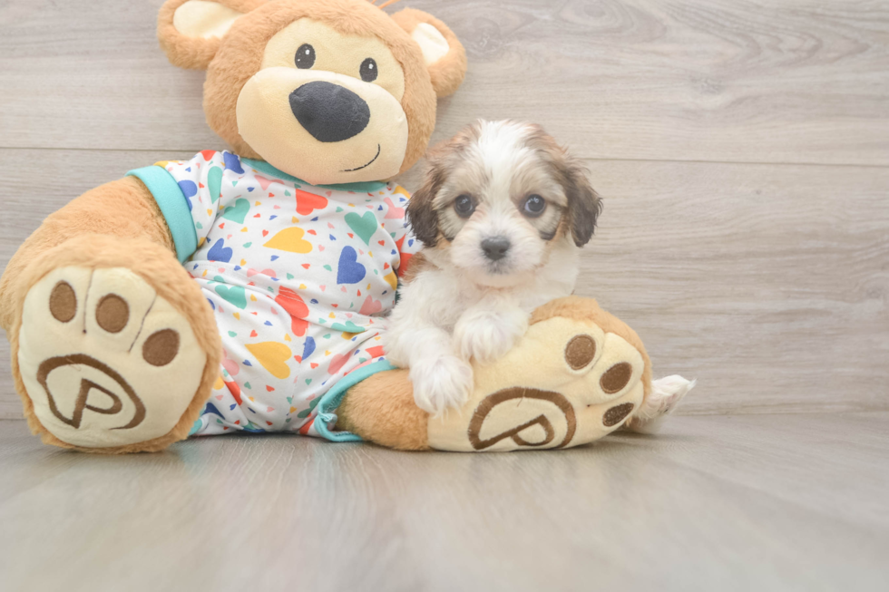 Cavachon Puppy for Adoption