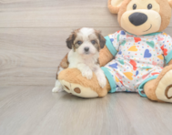 6 week old Cavachon Puppy For Sale - Seaside Pups