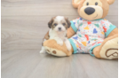 Cavachon Pup Being Cute