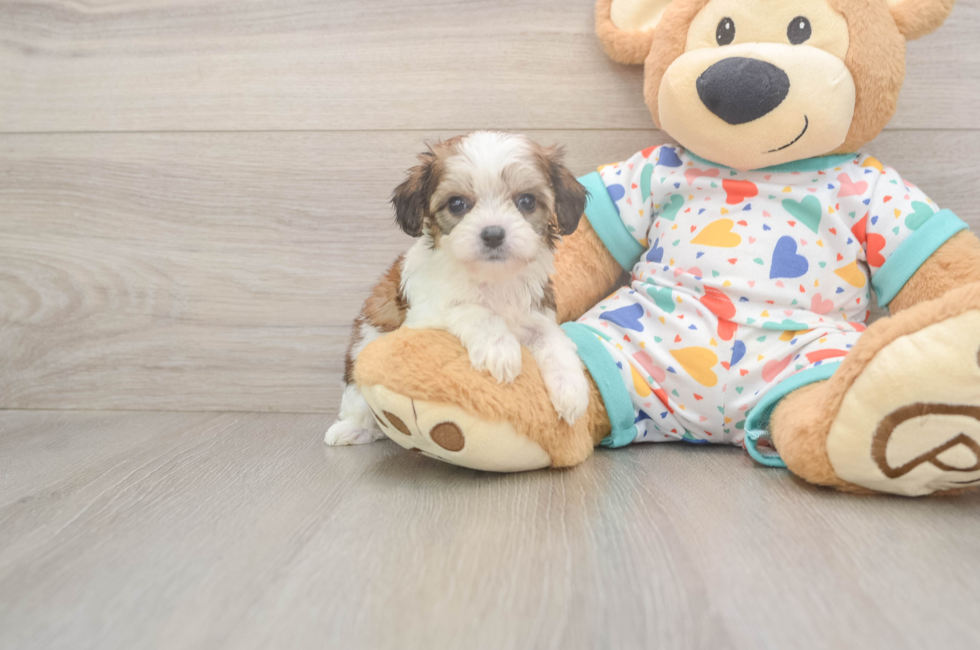 5 week old Cavachon Puppy For Sale - Seaside Pups