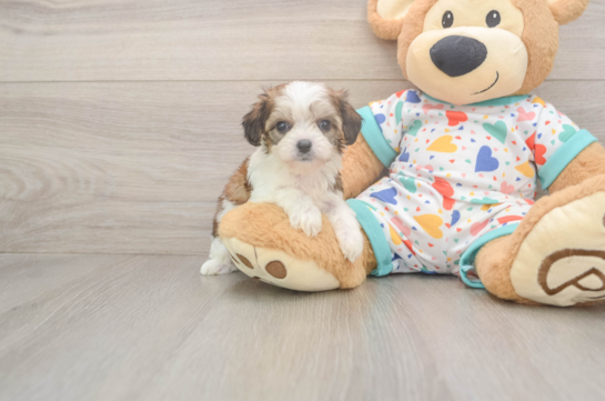 Cavachon Pup Being Cute