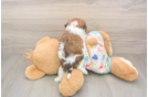 Cavachon Pup Being Cute