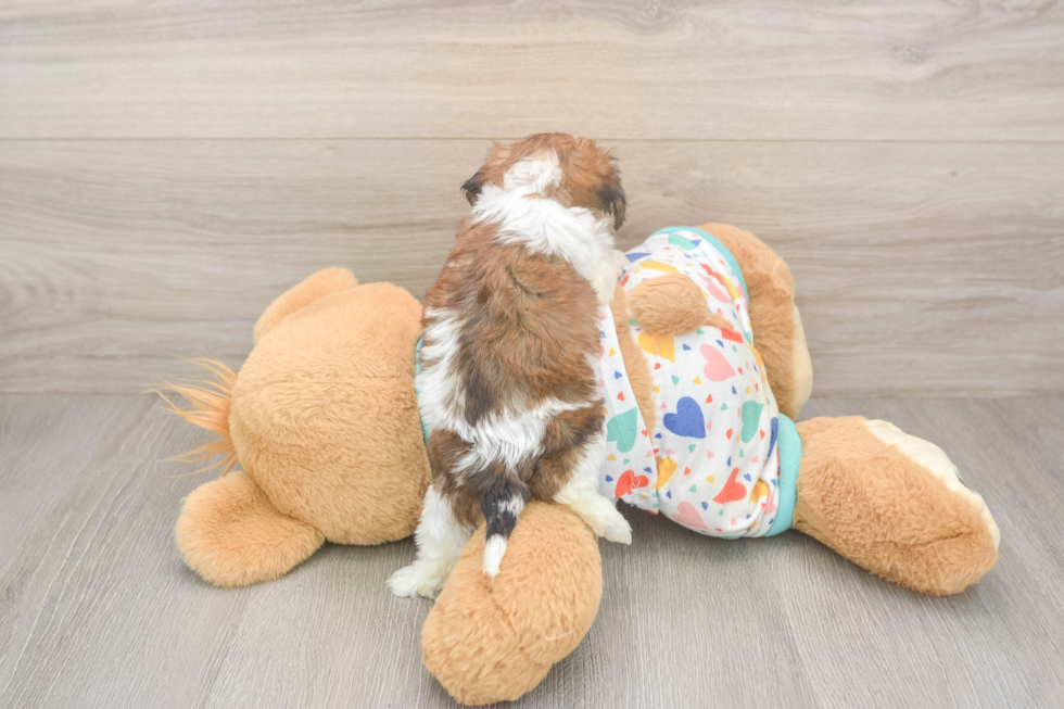 Cavachon Pup Being Cute