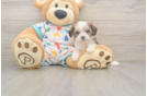 Friendly Cavachon Baby