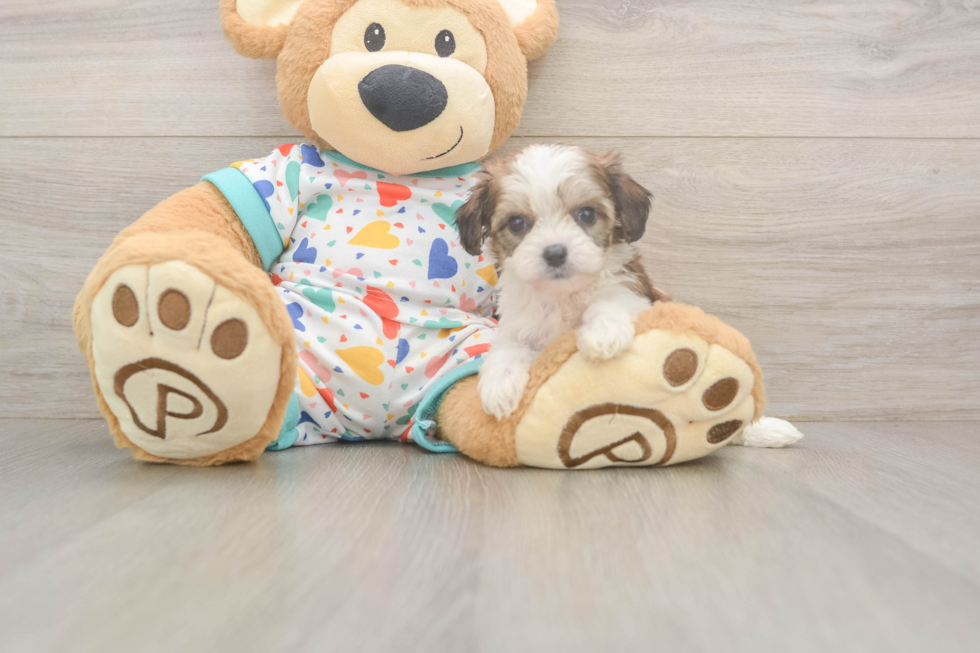 Friendly Cavachon Baby