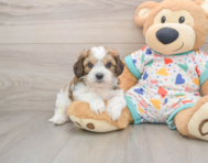 5 week old Cavachon Puppy For Sale - Seaside Pups
