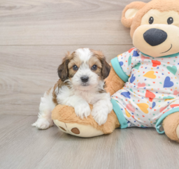 7 week old Cavachon Puppy For Sale - Seaside Pups