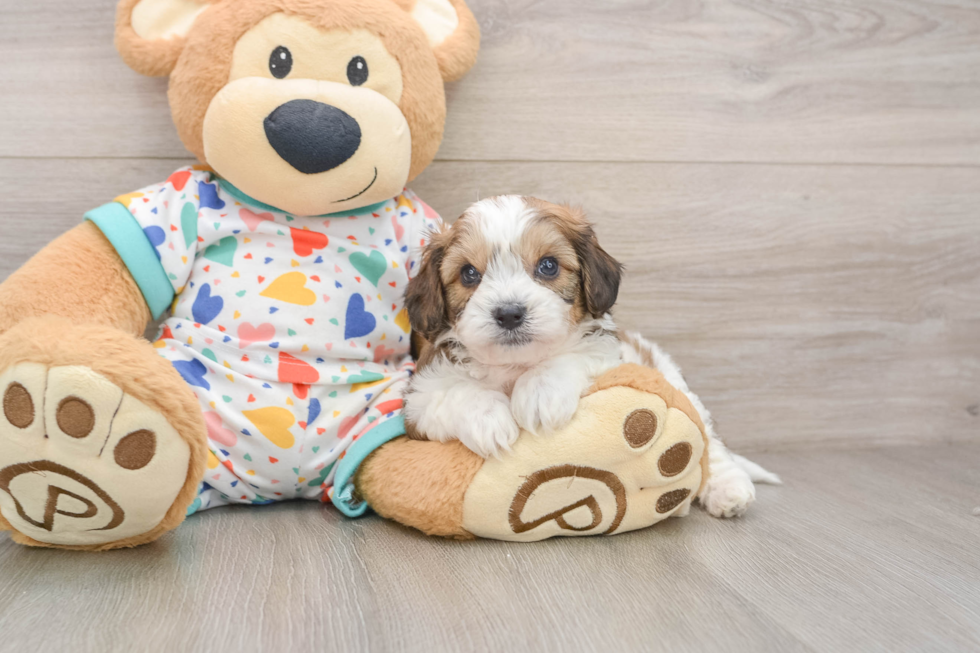 Fluffy Cavachon Designer Pup