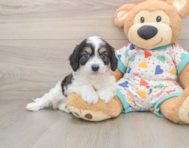6 week old Cavachon Puppy For Sale - Seaside Pups