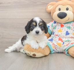 6 week old Cavachon Puppy For Sale - Seaside Pups