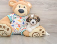 5 week old Cavachon Puppy For Sale - Seaside Pups