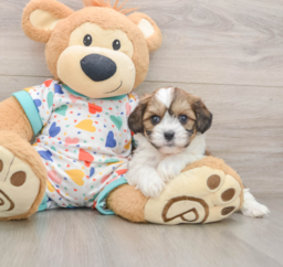 8 week old Cavachon Puppy For Sale - Seaside Pups