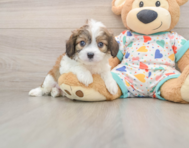 6 week old Cavachon Puppy For Sale - Seaside Pups