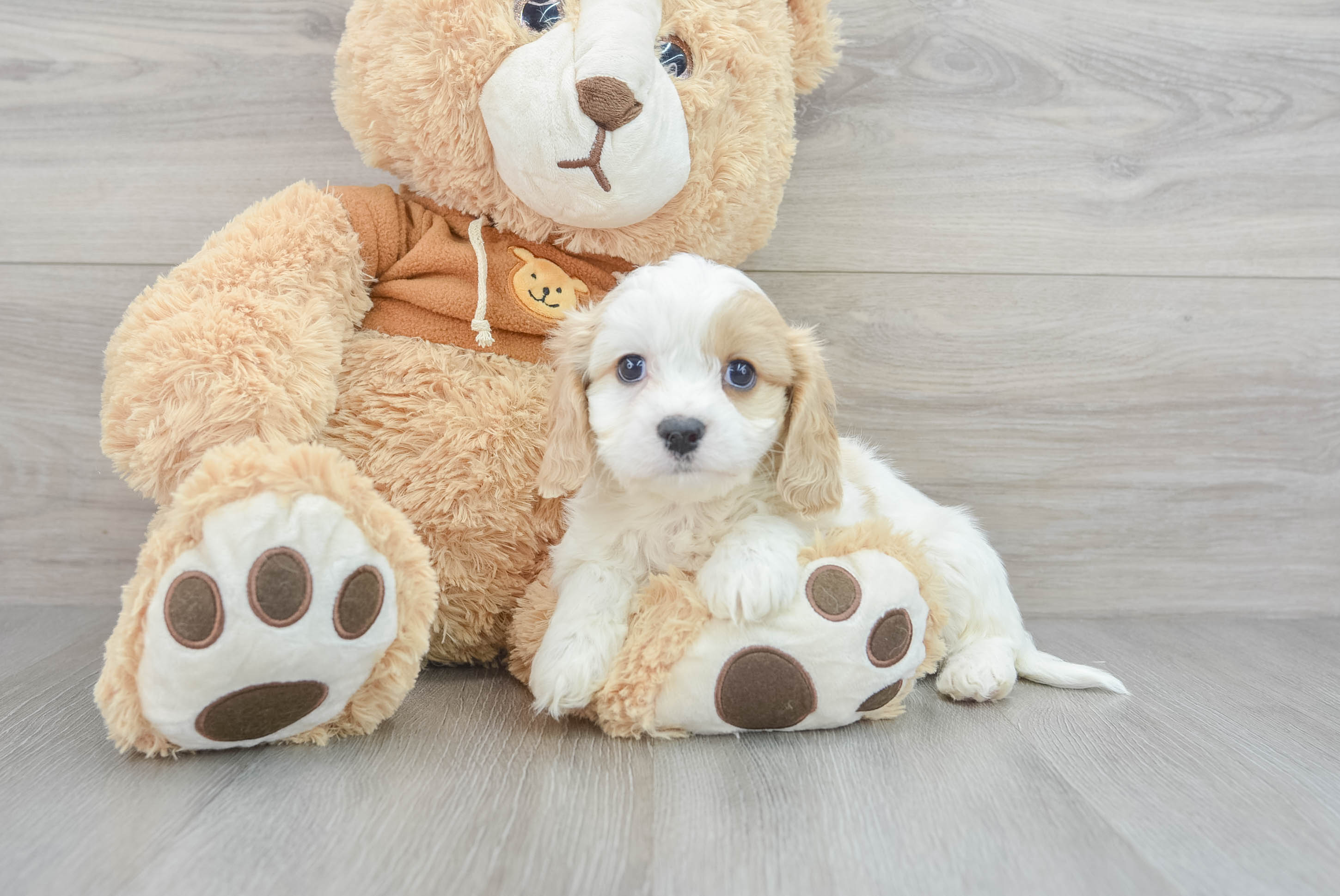 Cavachon teddy clearance bear