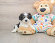 6 week old Cavachon Puppy For Sale - Seaside Pups
