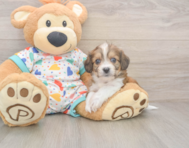 5 week old Cavachon Puppy For Sale - Seaside Pups