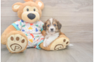 Cavachon Pup Being Cute