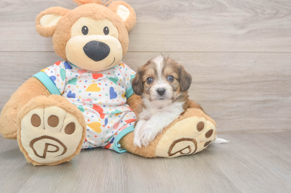 6 week old Cavachon Puppy For Sale - Seaside Pups