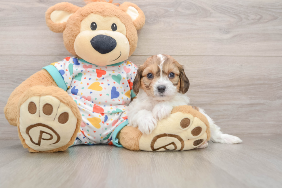 Cavachon Puppy for Adoption