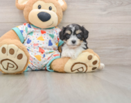 5 week old Cavachon Puppy For Sale - Seaside Pups