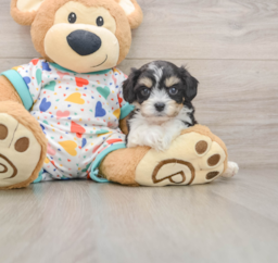 7 week old Cavachon Puppy For Sale - Seaside Pups