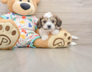 6 week old Cavachon Puppy For Sale - Seaside Pups