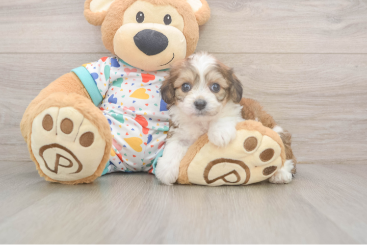 Cavachon Pup Being Cute