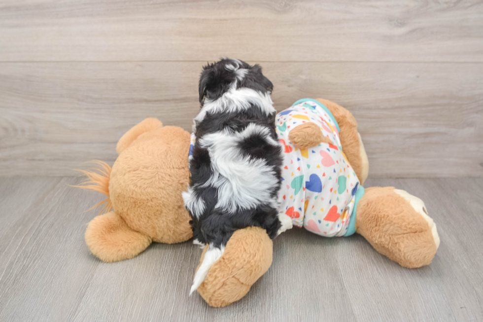 Playful Cavalier Bichon Designer Puppy