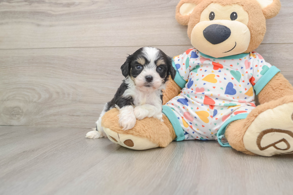 Best Cavachon Baby