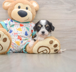 7 week old Cavachon Puppy For Sale - Seaside Pups