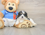 6 week old Cavachon Puppy For Sale - Seaside Pups