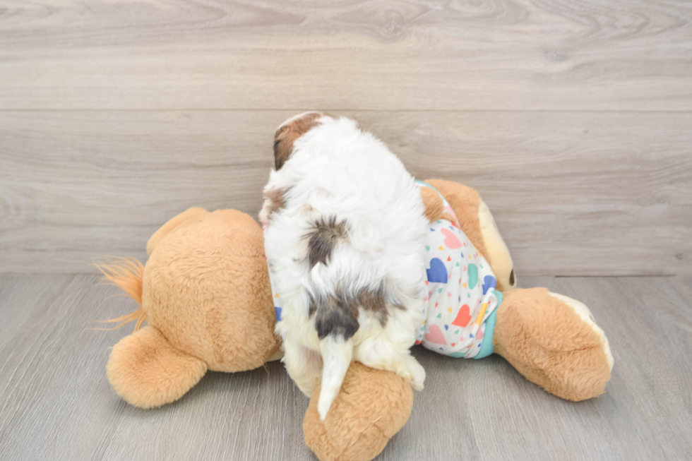 Smart Cavachon Designer Pup