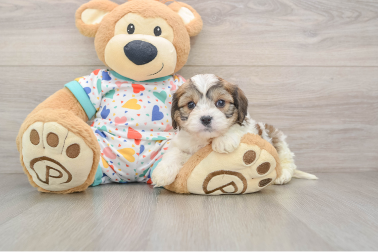Cavachon Puppy for Adoption