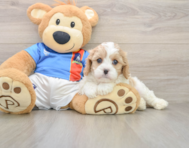 7 week old Cavachon Puppy For Sale - Seaside Pups