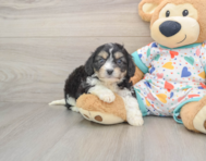 6 week old Cavachon Puppy For Sale - Seaside Pups