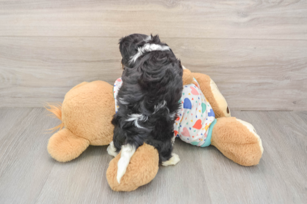 Cavachon Puppy for Adoption