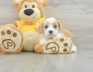 5 week old Cavachon Puppy For Sale - Seaside Pups