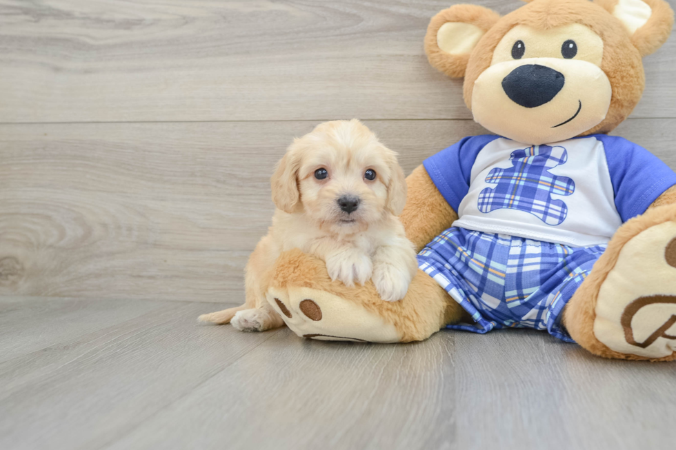 Cavachon Puppy for Adoption