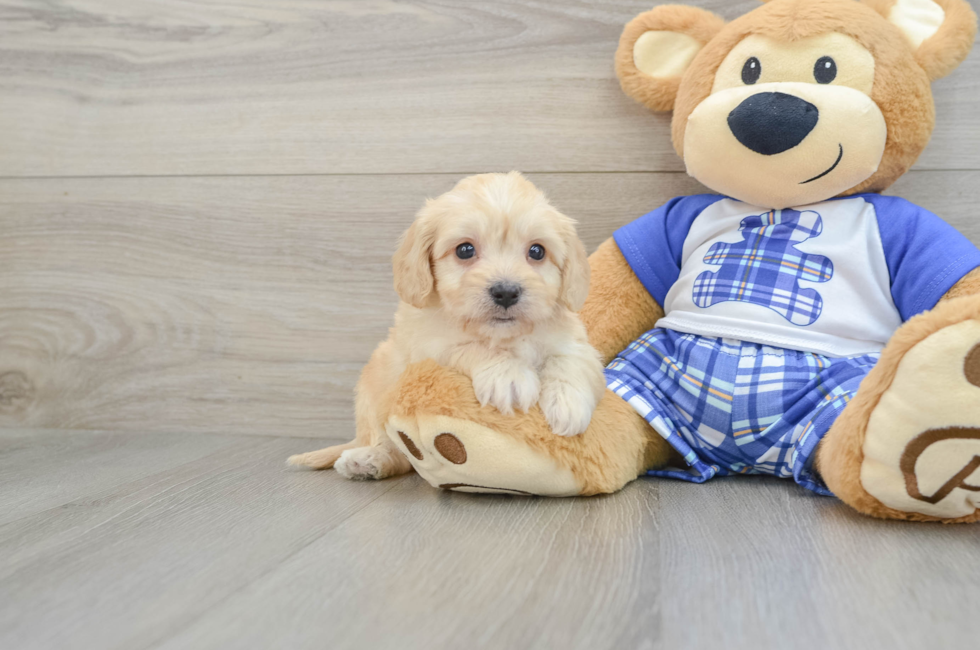 5 week old Cavachon Puppy For Sale - Seaside Pups