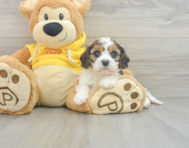 5 week old Cavachon Puppy For Sale - Seaside Pups