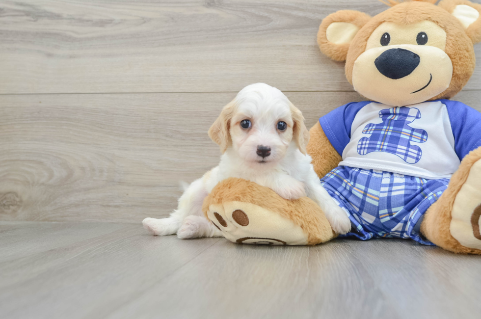 5 week old Cavachon Puppy For Sale - Seaside Pups