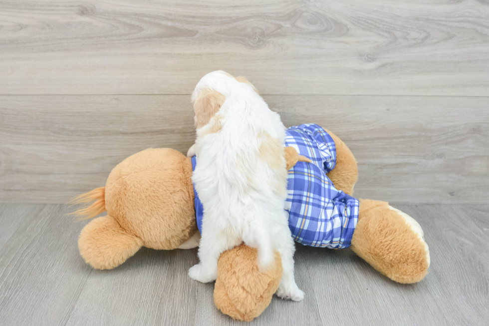 Cavachon Pup Being Cute