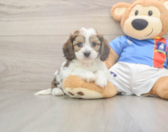 5 week old Cavachon Puppy For Sale - Seaside Pups