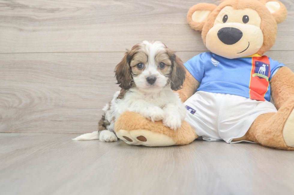 5 week old Cavachon Puppy For Sale - Seaside Pups